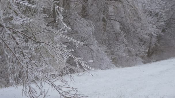 凍る森の眺め — ストック動画