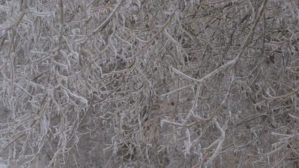 Близкий Вид Замерзших Ветвей Деревьев — стоковое видео