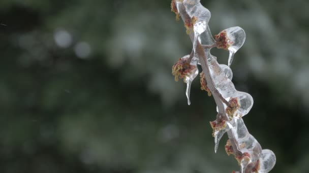 Frozen Twig Forest — Vídeos de Stock