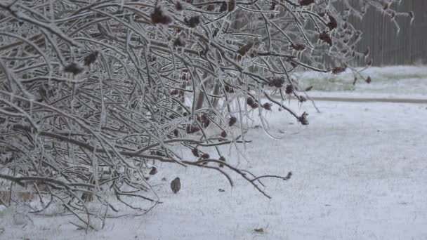 凍った木々 絵のような景色 — ストック動画