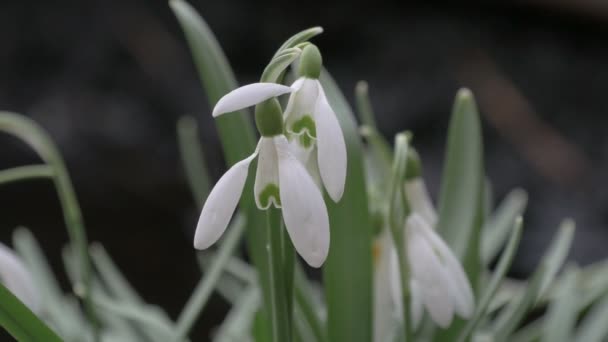 Sluiten Van Sneeuwklokjes — Stockvideo