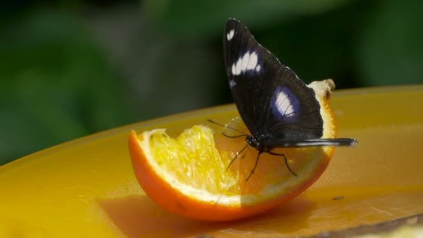 プレート上の黒い蝶とオレンジのスライス — ストック動画