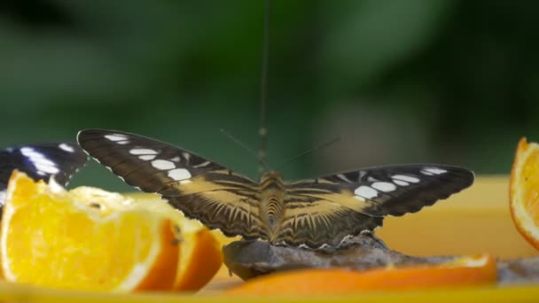 Papillons Une Orange Tranchée — Video