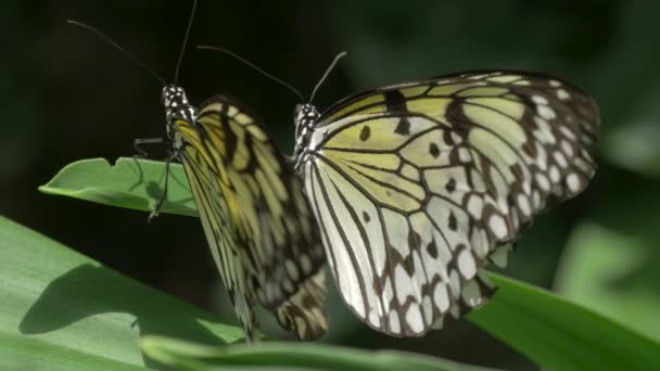 Deux Papillons Sur Une Feuille — Video