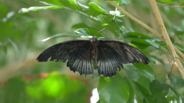 Černý Motýl Stromě — Stock video