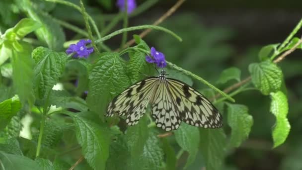 Černobílý Motýl Fialovém Květu — Stock video