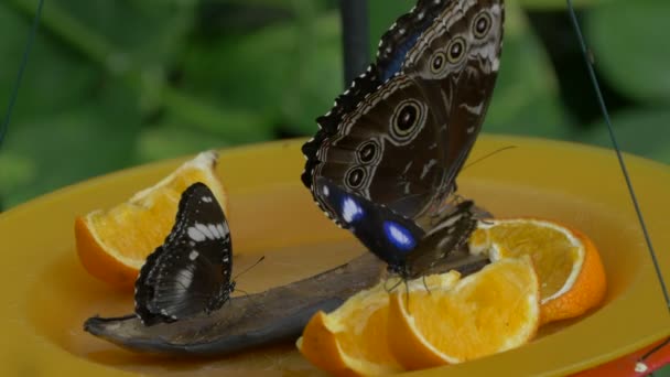 Три Бабочки Тарелке Нарезанным Апельсином — стоковое видео