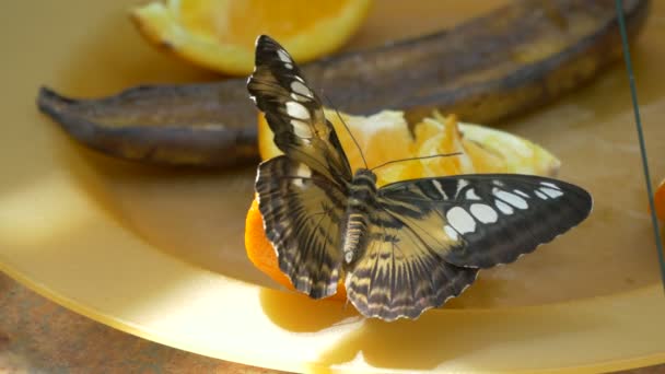 Mariposa Alimentándose Rebanada Naranja — Vídeos de Stock