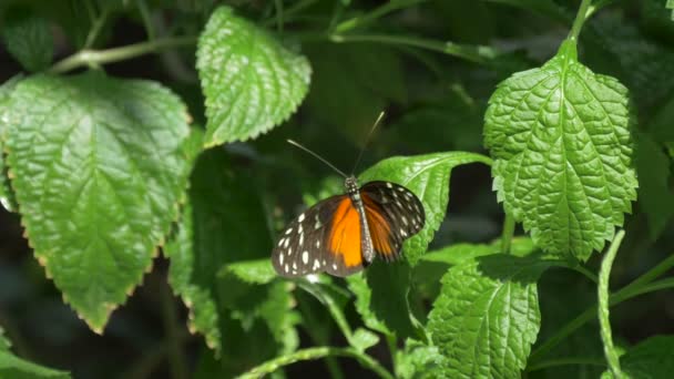 Black Orange Butterfly White White Dots — Stockvideo