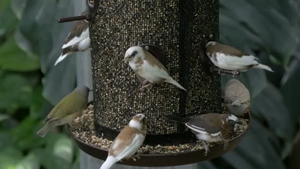Petits Oiseaux Mangeant Mangeur Oiseaux — Video