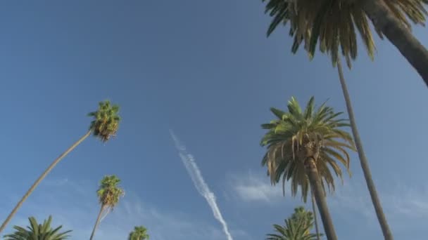 Palmetrær Blå Himmel – stockvideo