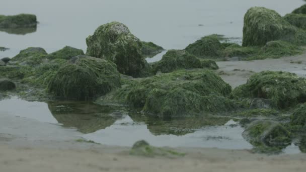 藻に覆われた岩の近景 — ストック動画