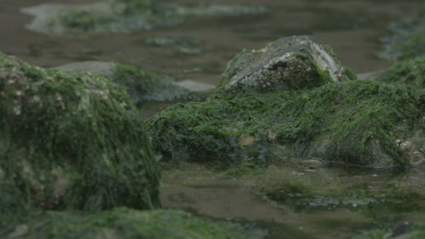 Vista Vicino Rocce Ricoperte Alghe — Video Stock
