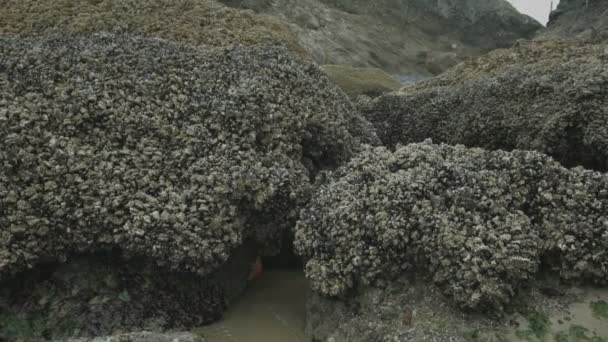 Vue Inclinée Des Piles Mer — Video