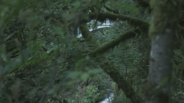 Cascada Vista Entre Árboles — Vídeos de Stock