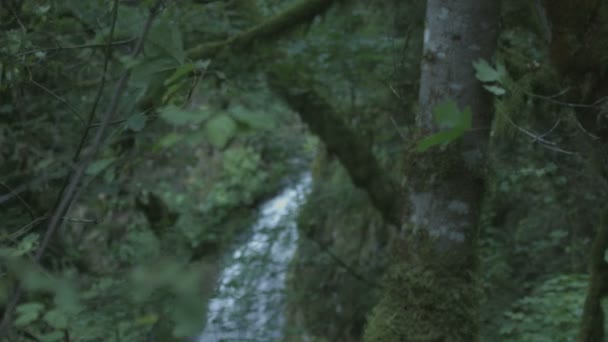 Foco Bastidor Una Cascada Vista Entre Árboles — Vídeos de Stock