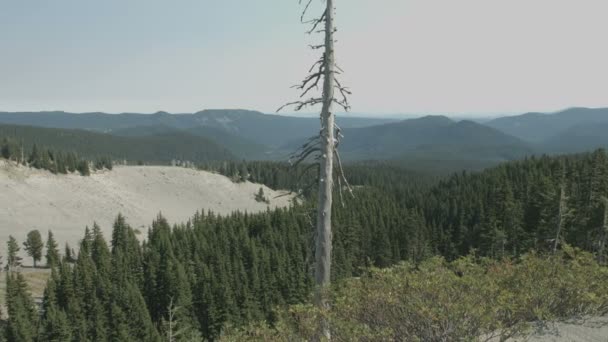 Panoramisch Uitzicht Een Bos Een Berg — Stockvideo