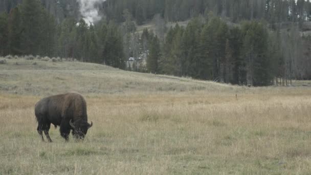 Bison Grazen Een Weide — Stockvideo