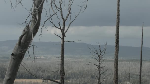 Alberi Senza Foglie Nel Parco Nazionale Yellowstone — Video Stock