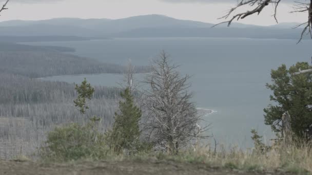 有树木和湖泊的景观 — 图库视频影像