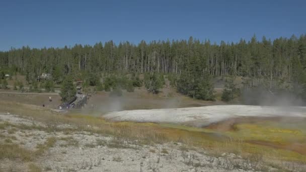 Δάσος Στο Εθνικό Πάρκο Yellowstone — Αρχείο Βίντεο