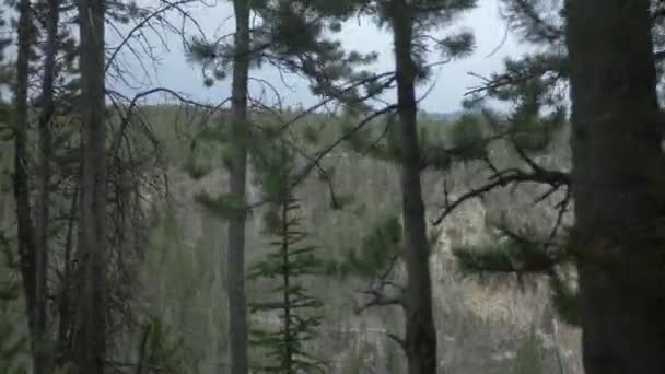 Kliffen Bomen Het Yellowstone National Park — Stockvideo