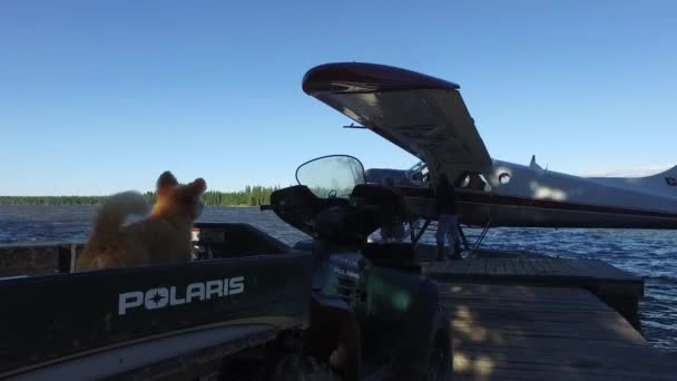 Hund Bellt Einem Wasserflugzeug — Stockvideo