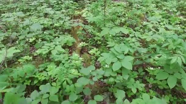 Vue Rapprochée Végétation Forestière — Video