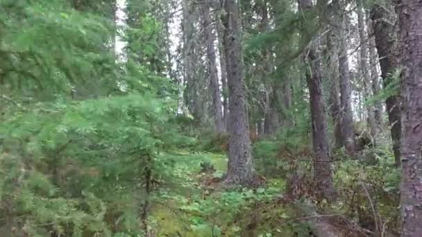 Vista Della Foresta Conifere — Video Stock