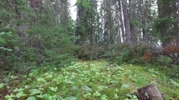 Vedere Către Pădure Verde — Videoclip de stoc