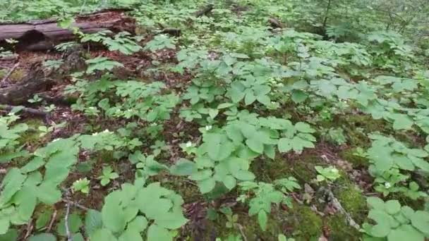 Roślinność Lesie — Wideo stockowe
