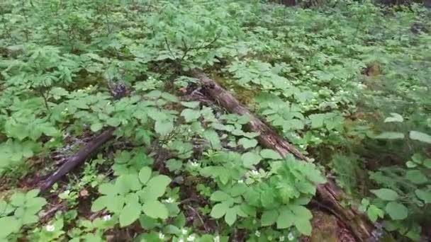 Vue Végétation Sol Forestier — Video