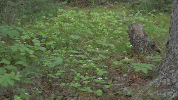 Plantas Verdes Troncos Árvores — Vídeo de Stock