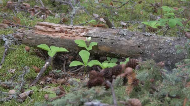 Ağaç Kütüğünün Yanındaki Küçük Bitkiler — Stok video