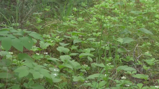 Vue Rapprochée Des Plantes — Video