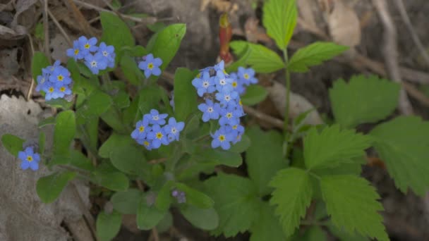Close View Blue Flowers — Stock Video