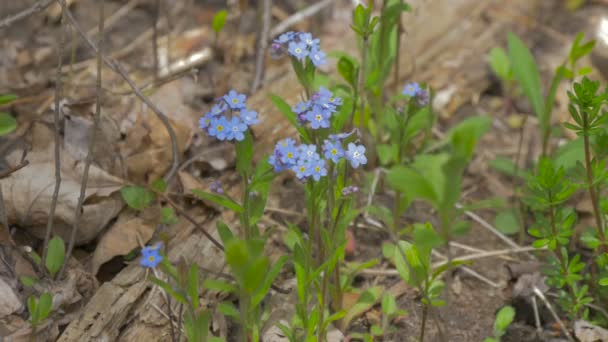 Vista Cerca Flores Azules — Vídeos de Stock