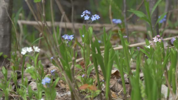 View Small Flowers — Stock Video