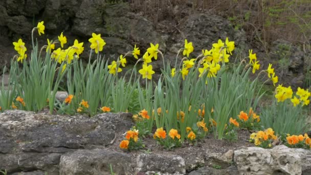 Daffodils Orange Flowers — Stock Video