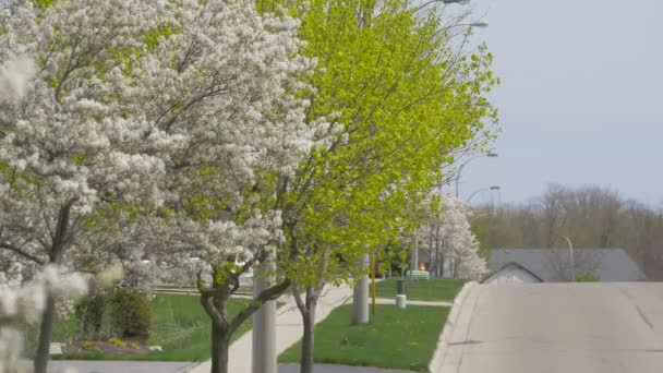 Sokakta Ağaçlar — Stok video