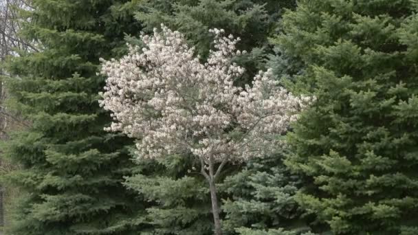 Цветущее Дерево Елки — стоковое видео
