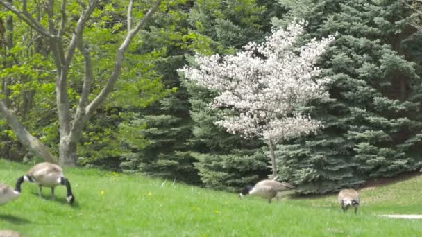 Footage Geese Grazing Grass — Stock Video