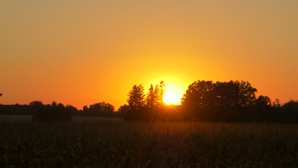Восход Солнца Естественной Среде — стоковое видео