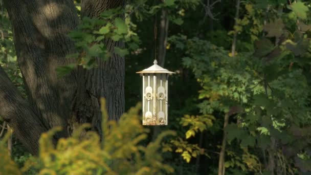 Vogelfutterstelle Einem Baum — Stockvideo