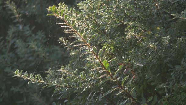 Telaraña Ramitas — Vídeo de stock