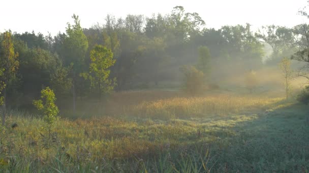 Paysage Matin Près Une Forêt — Video