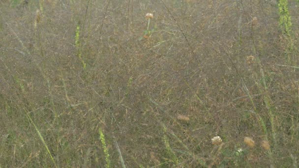 在田野上覆盖着露珠的蜘蛛网 — 图库视频影像