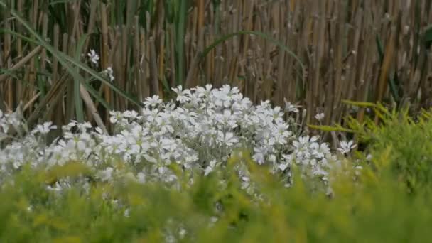 Flores Brancas Vento — Vídeo de Stock
