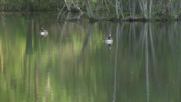 Oies Flottant Sur Lac — Video