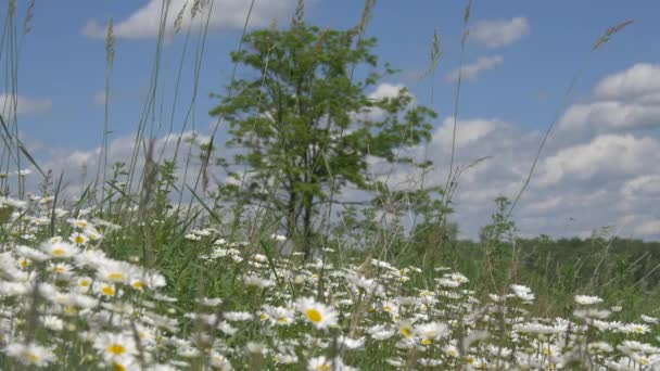 Champ Avec Marguerites Arbre — Video